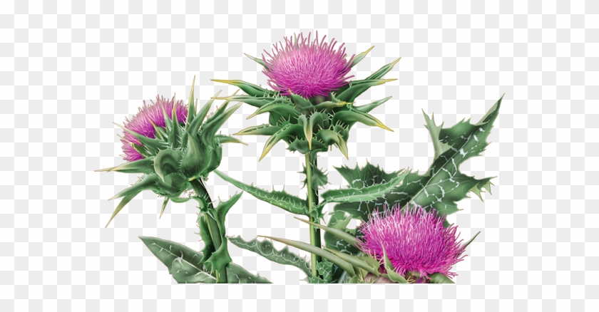 Thistle = Cây Kế - Milk Thistle In Portuguese #1001508