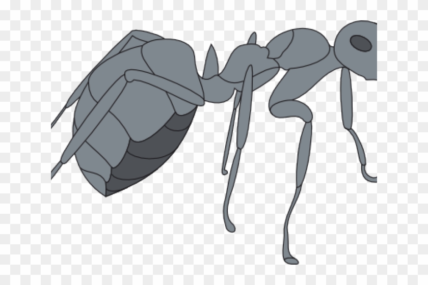 Ant Clipart Gray - Insect #1001543