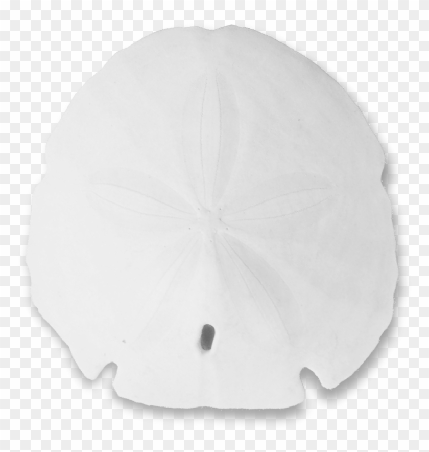 Sand Dollar Christmas Border - Sand Dollar #1001574