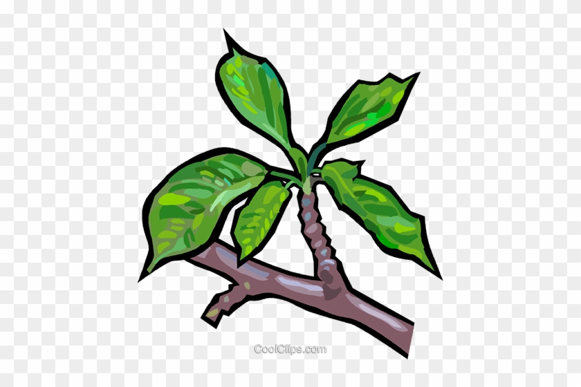 Branche D'arbre Vecteurs De Stock Et Clip-art Vectoriel - Clip Art #1001728