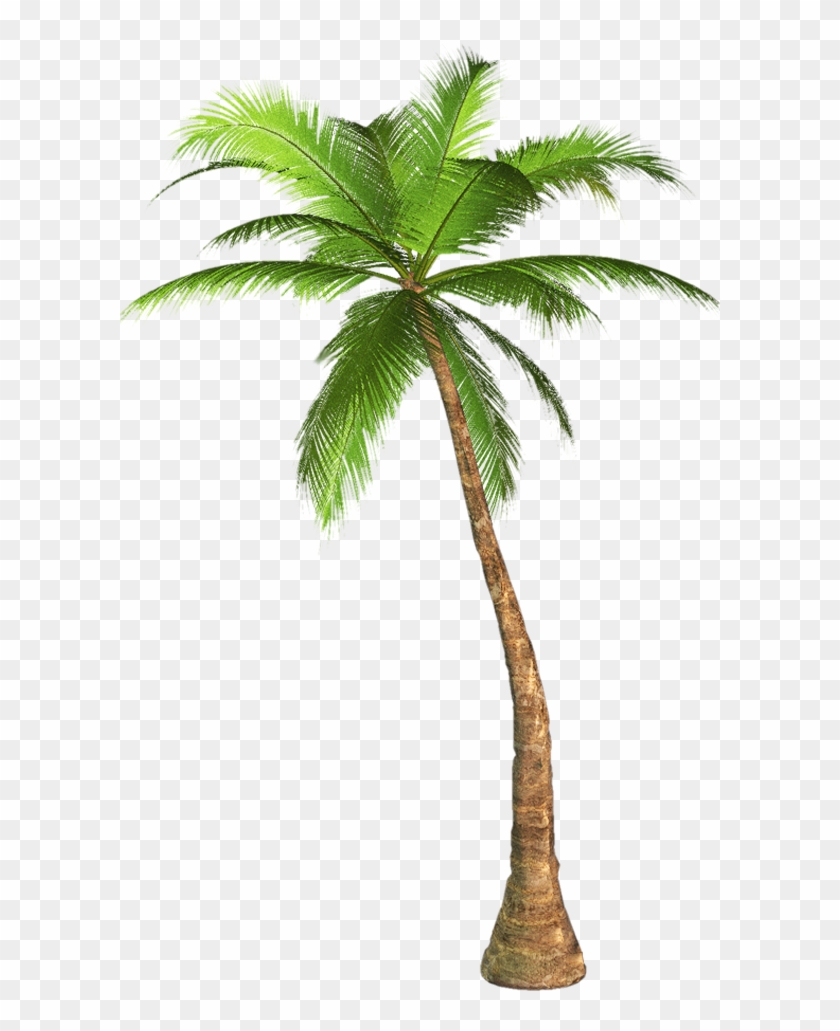 Palm Tree Clip Art Transparent Background - Palm Tree Transparent Background #1001856