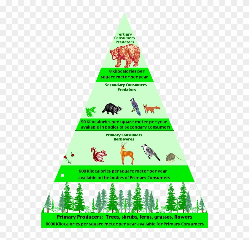 Tropical Rainforest Trophic Levels #1001891