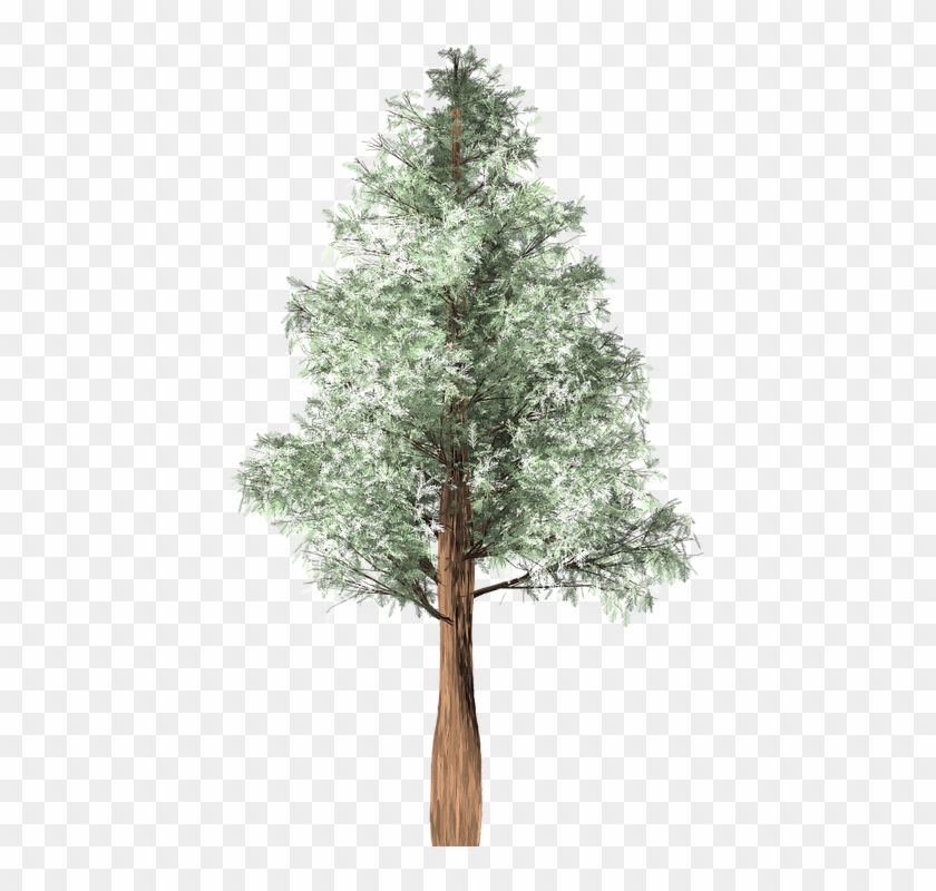 Redwood Tree Cliparts 13, Buy Clip Art - Austrocedrus #1001898
