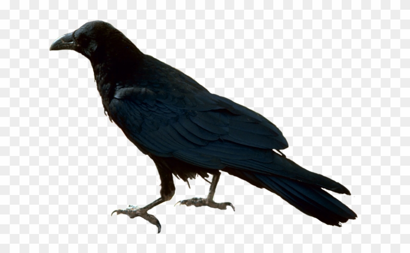 Bird-050 - Raven #1002374