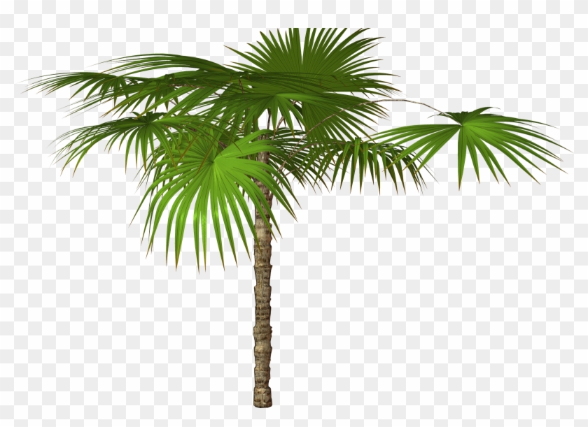 Palm Tree Transparent Png Pictures - Пальма Ветка Пнг #1002423