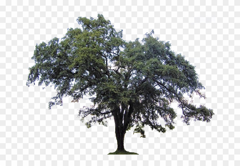 Clipart Crab Apple Tree Crabapple Clipground - Southern Live Oak Png #1002501