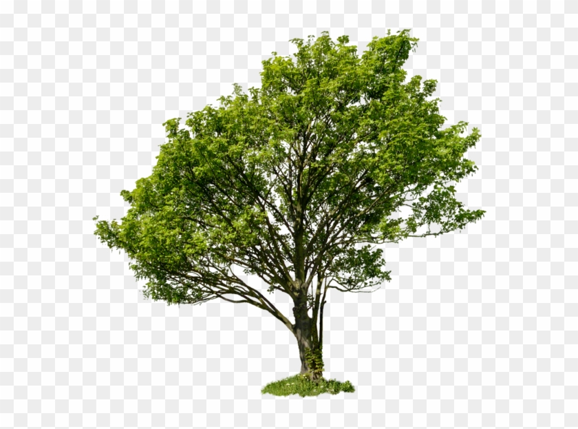 Apple Tree With No Leaves Clip Art Download - Tree Bush Square Png #1002507