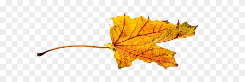 Autumn, Leaves, Leaf, Png, Transparent, Fall Color - Autumn Leaf Color #1002601