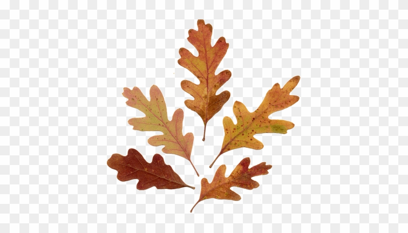 Acorn Leaf Drawing Download - Oak Leaves #1002615