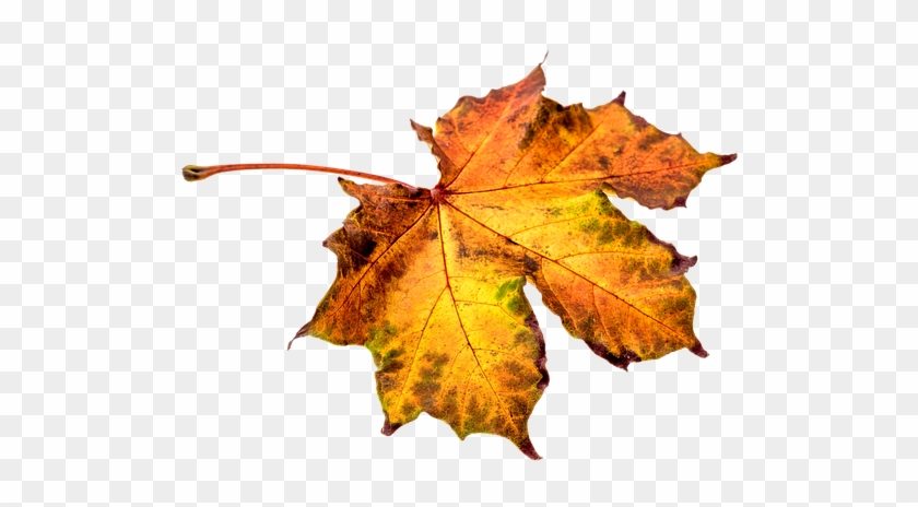 Autumn, Leaves, Leaf, Png, Transparent, Fall Color - Hojas De Otoño Png #1002621