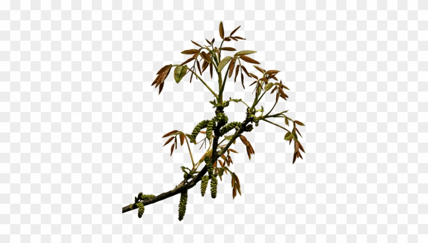 Spring Branch - Cb Hairstyle Editing Effects Png - Free Transparent PNG Clipart Images Download Spring Branch - Cb Hairstyle Editing Effects Png - Free Transparent PNG Clipart Images Download
