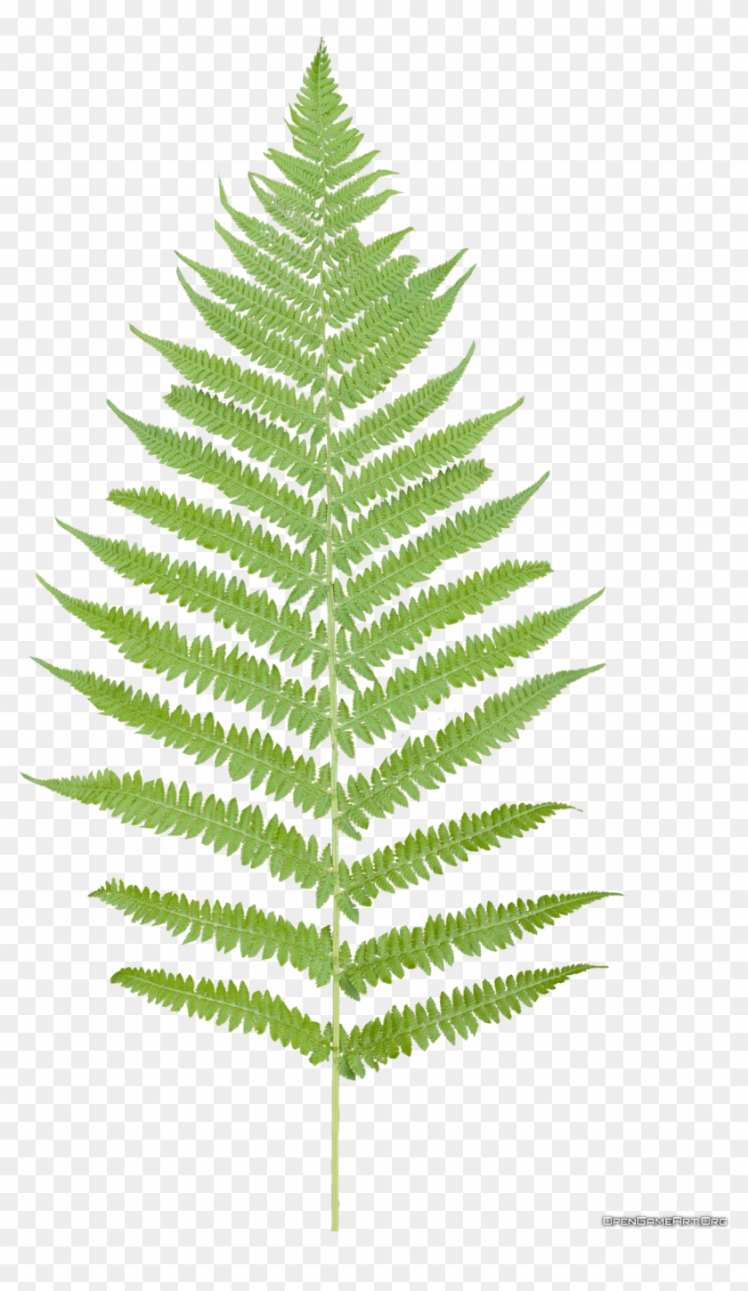 Fern Clipart Transparent Background - Fern Leaf Png #1002870