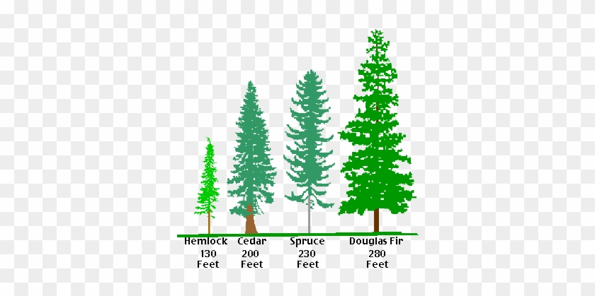 Drawn Fir Tree Line Drawing - Temperate Forest Tree Types #1003020