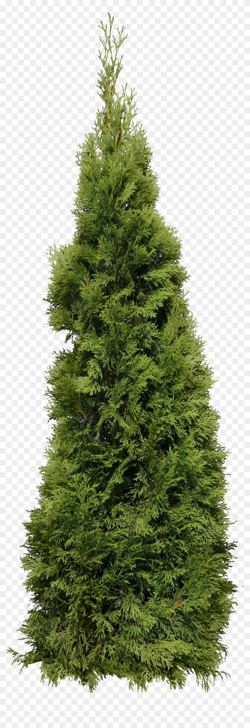 Cypress Png #1003035