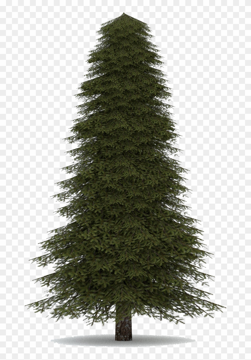 Fir-tree - Chirstimas Tree #1003054