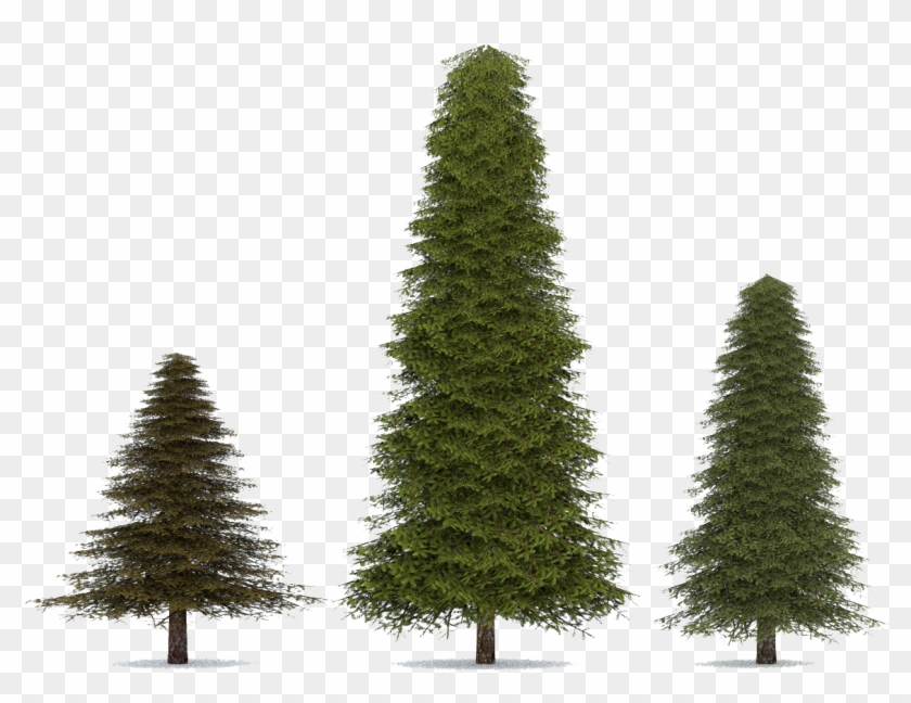 Fir-tree Png Transparent Image - Fir-tree Png Transparent Image #1003055