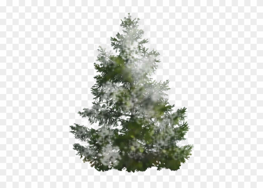 Background Pine Tree Png Images - Pine Tree #1003064