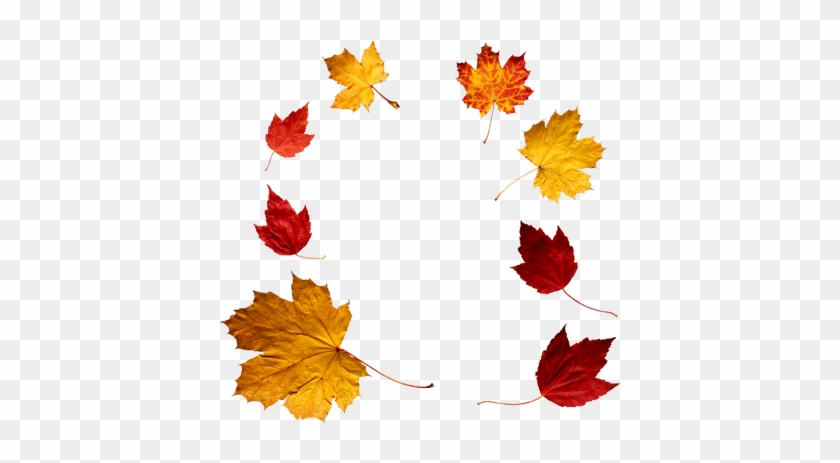 Autumn Leaves Circle - Autumn Leaves Png #1003150