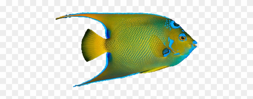 Angel Fish Png - Tropical Fish No Background - Free Transparent PNG Clipart  Images Download