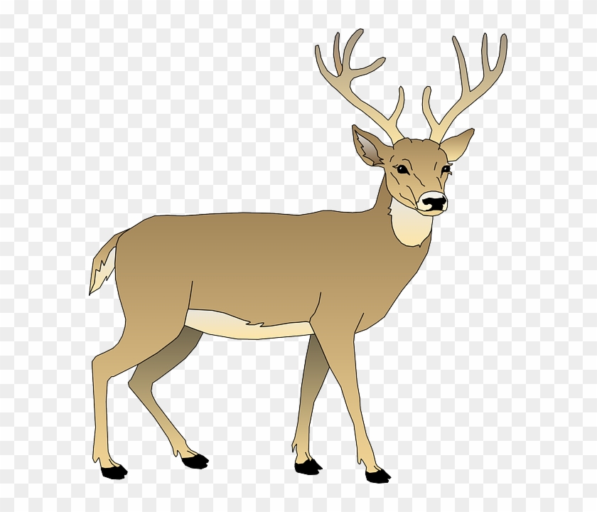 Free Image On Pixabay Deer Male Animal Mammal Antlers - White Tailed Deer Clipart #1003350
