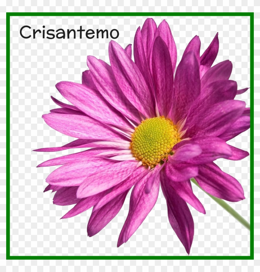 Marvelous Crisantemo Png Belleza Natural Pic Of Bunga - Free Images Flower White Background #1003552