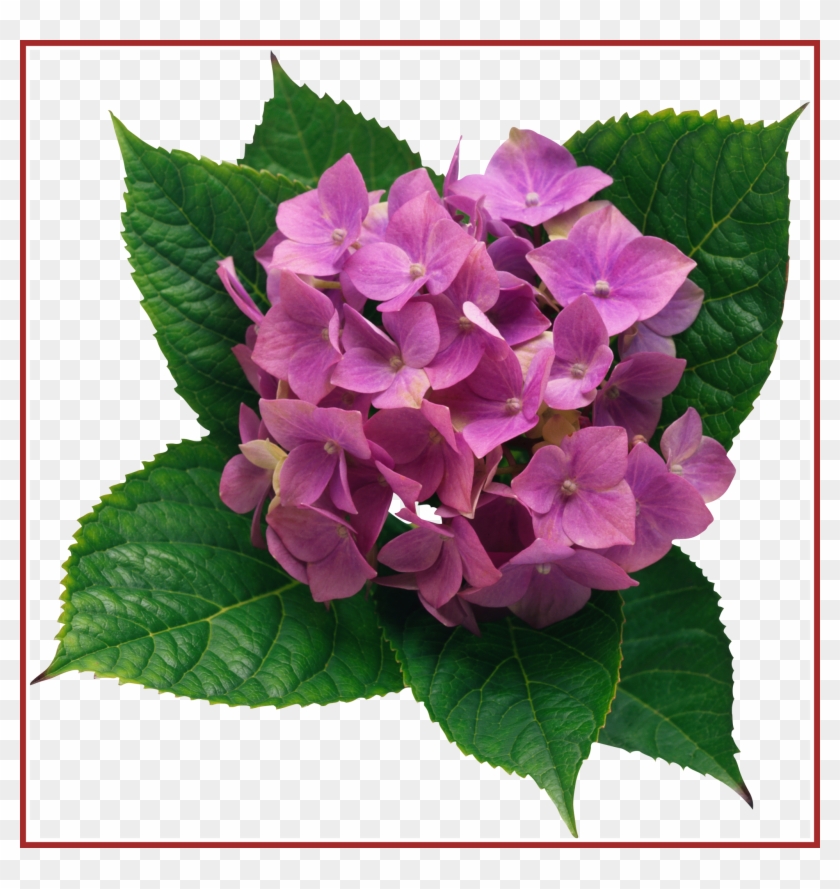 Unbelievable Hydrangea Png Clipart Picture Transzfer - Unbelievable Hydrangea Png Clipart Picture Transzfer #1003565