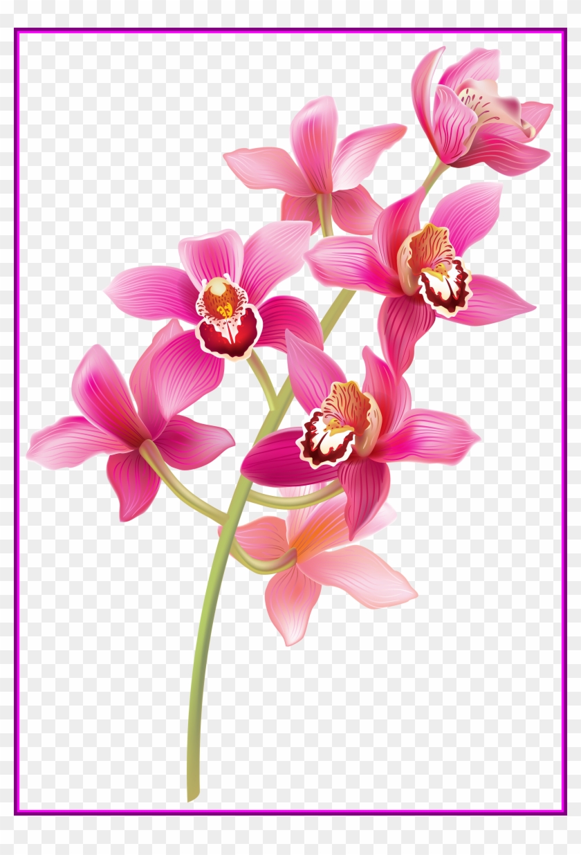 Shocking Stem Pink Orchids Png Clipart Pict Of Bunga - Orchid Png #1003568
