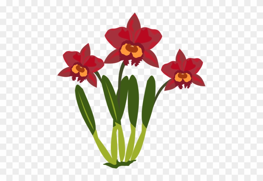 Cattleya Bunga Warna Ilustrasi - รูป ดอกไม้ ตัด ป่ะ #1003584