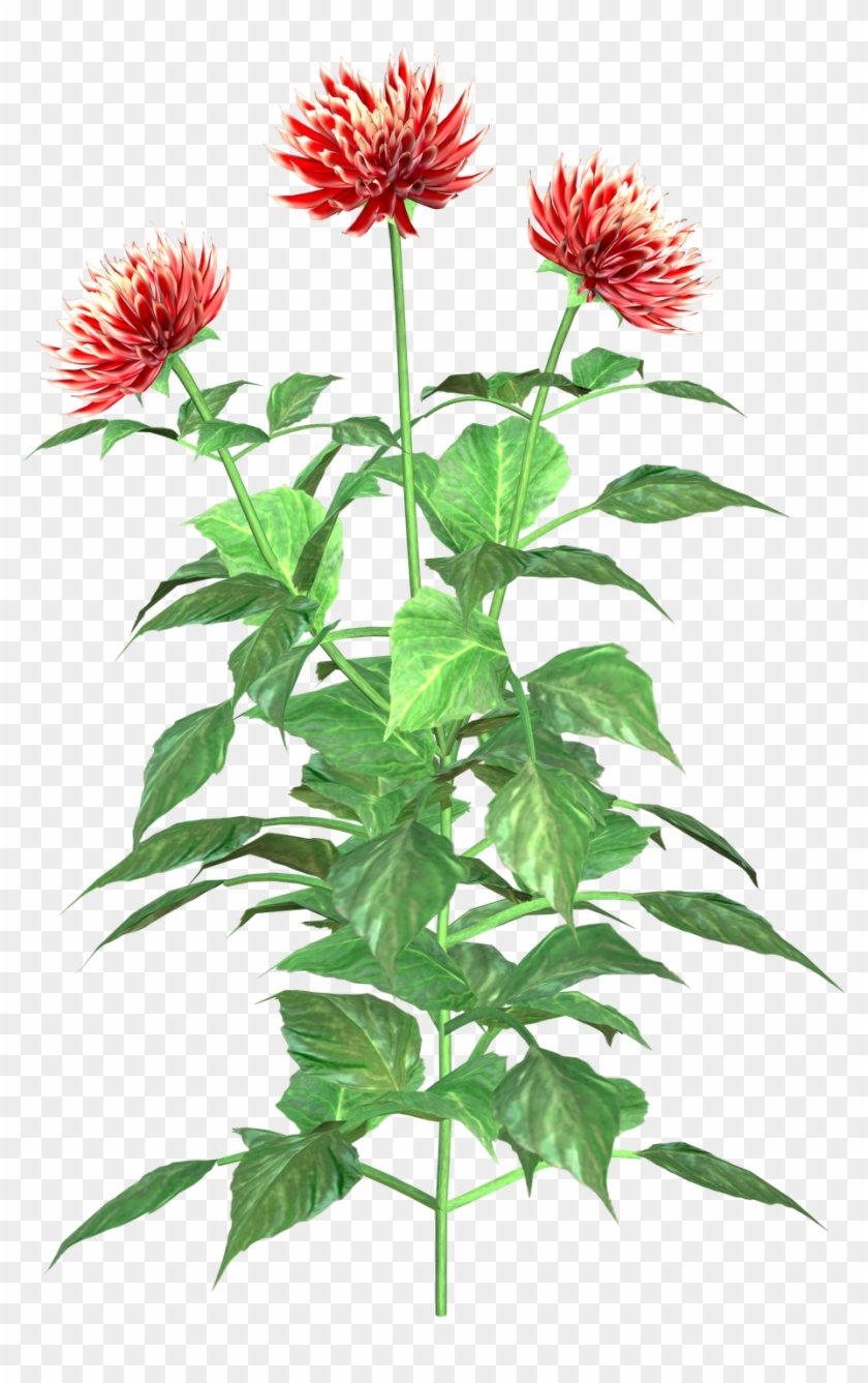 Dahlia Clip Art - Clip Art #1003586