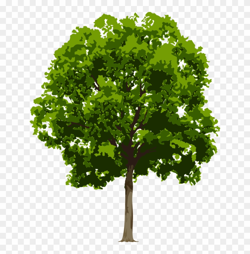 Clip Art Of Various Trees In A Realistic Fashion - Tree Png High Resolution #1003625
