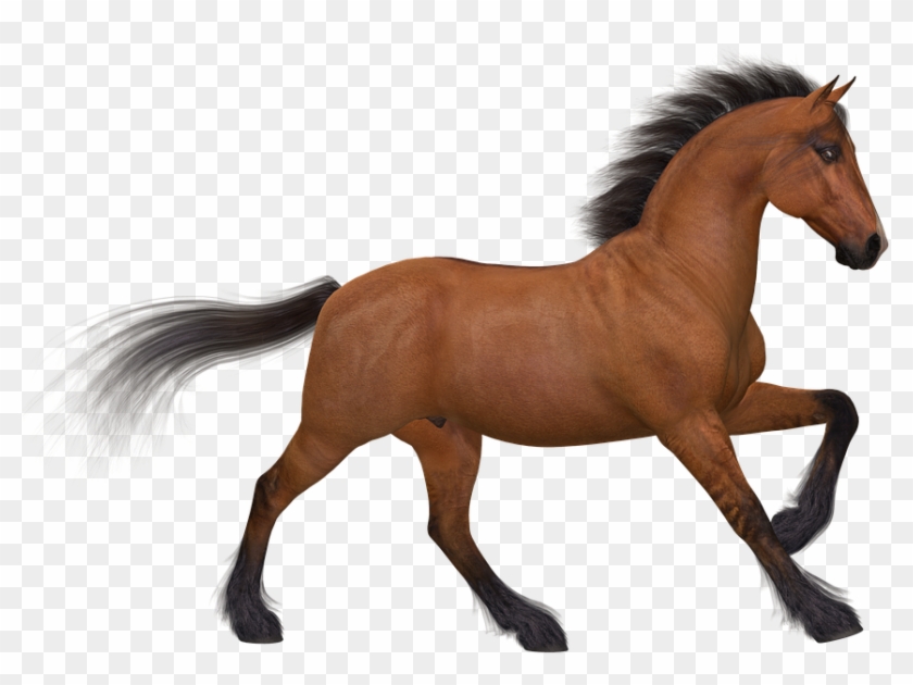 Animated Horses - Caballo Png #1003982