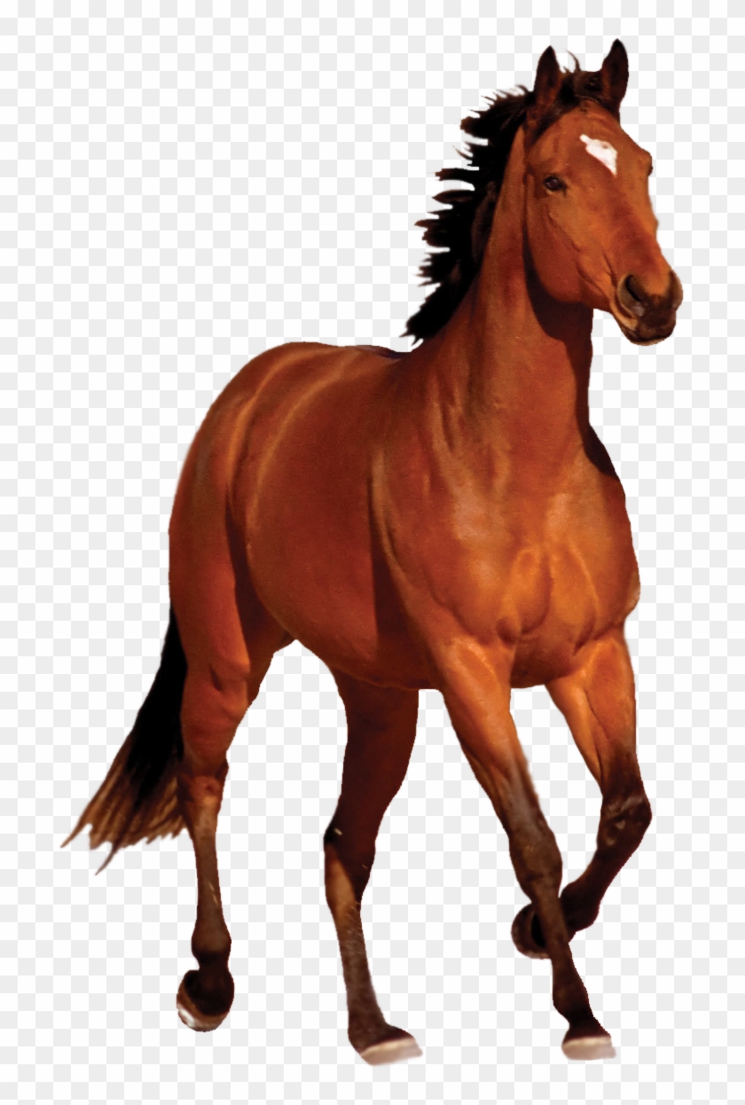 Horse Png Transparent Image - Picsart Hd Png Horse #1003986