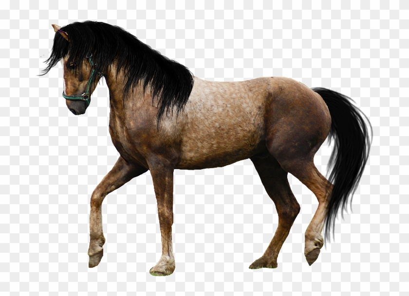 Download - Spanish Walk Horse #1003988