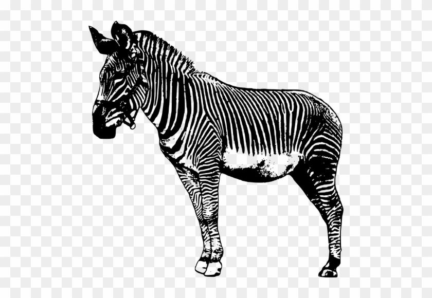 Zebra Clipart Vector - Realsitc Zebra Cartoon Png #1004046
