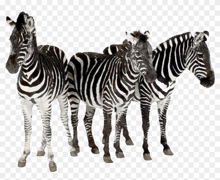 Zebra Clipart Herd Zebras - Spots & Stripes Animal Kingdom [book] #1004055