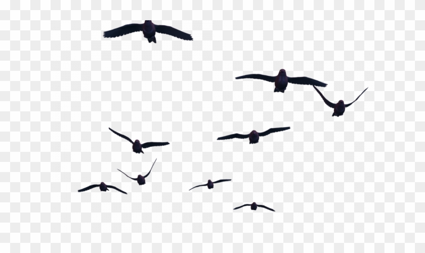 Clipart - Flying Bird Png #1004099