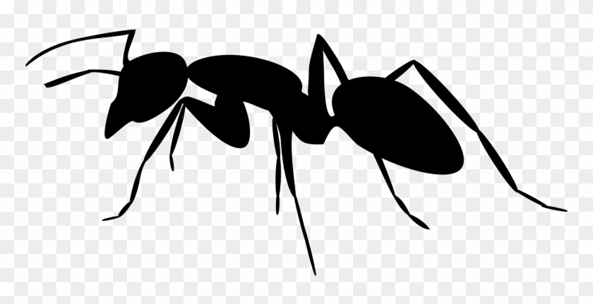 Ant Silhouette #1004182