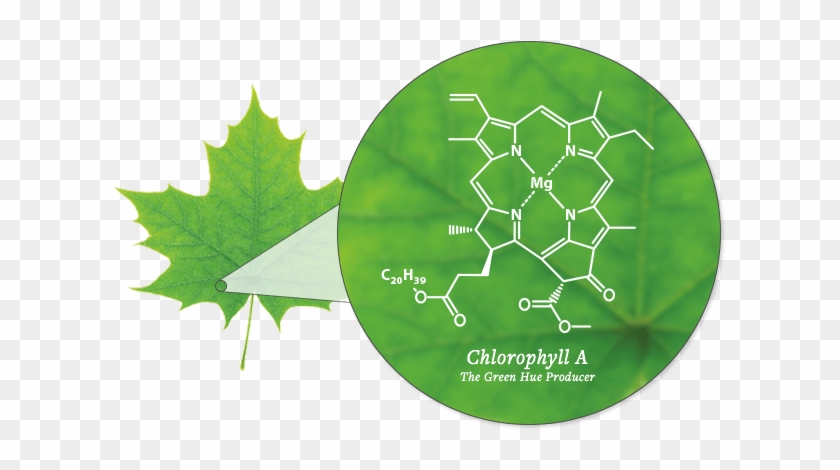 The Changing Colors - Chlorophyll In A Leaf #1004369
