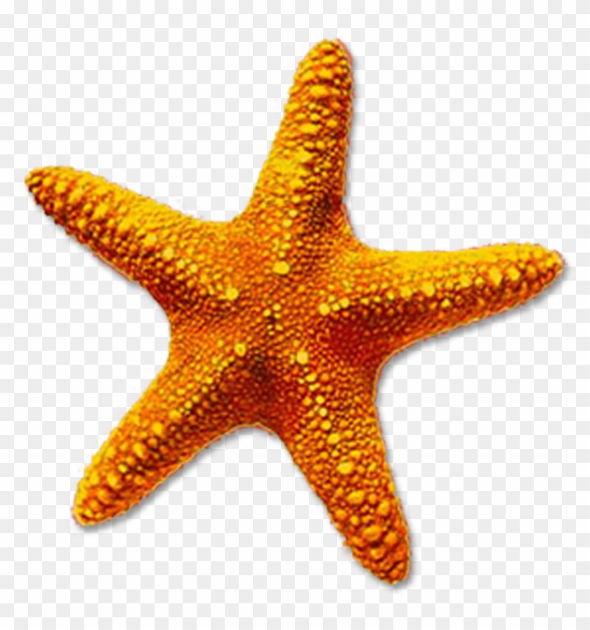 High-quality Starfish Cliparts For Free Image - Starfish Png #1004655