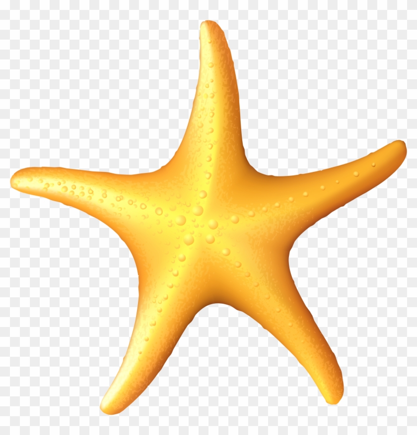 Starfish Clip Art - Starfish #1005213