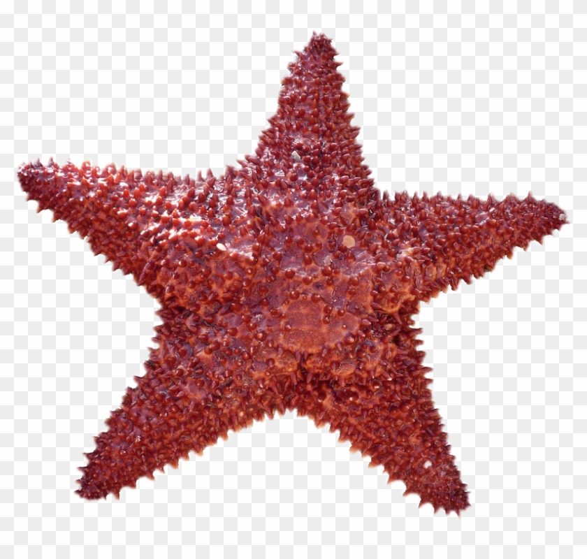 Regeneration Is Actually Fairly Widespread In Nature - Regeneration Is Actually Fairly Widespread In Nature #1005311