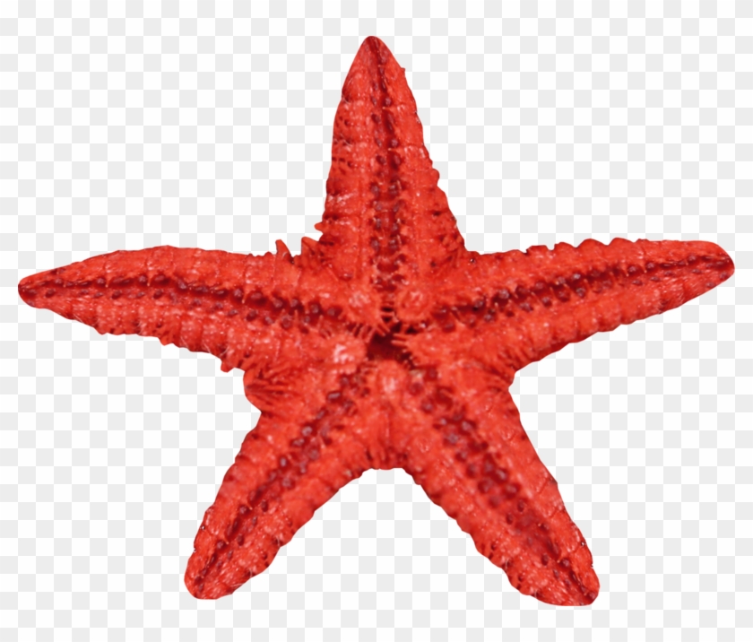 Starfish Seashell - Red Starfish - Starfish #1005313