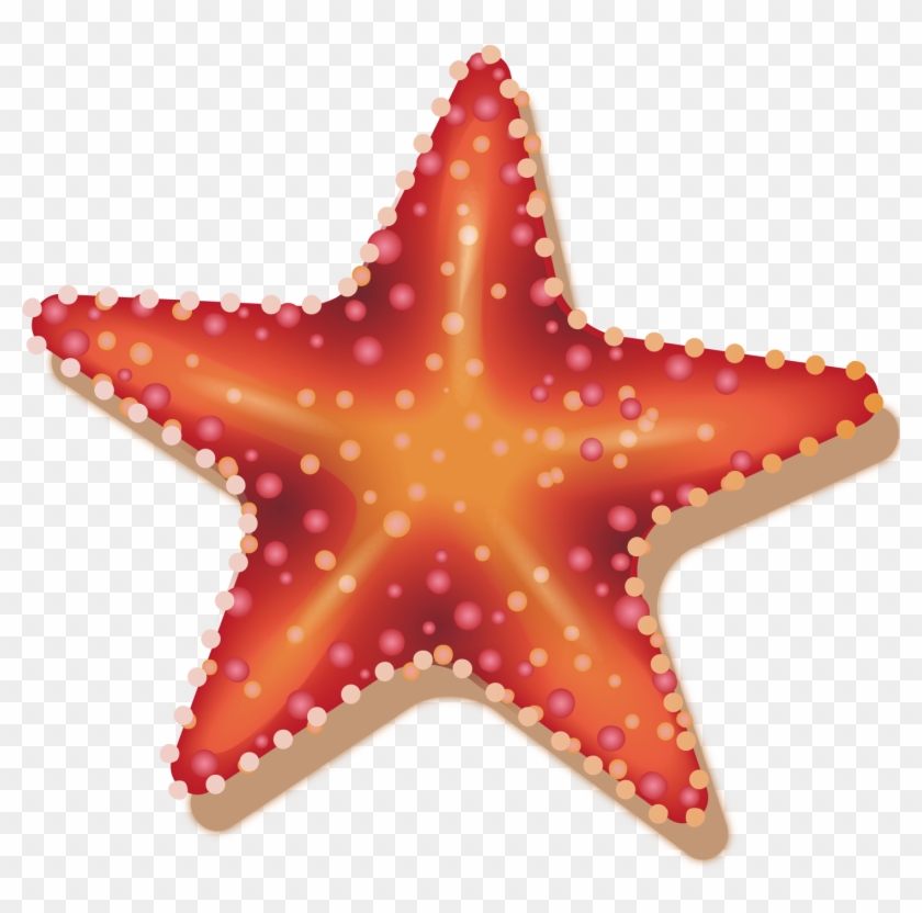 Vector Starfish Decoration - Marine Biology #1005322