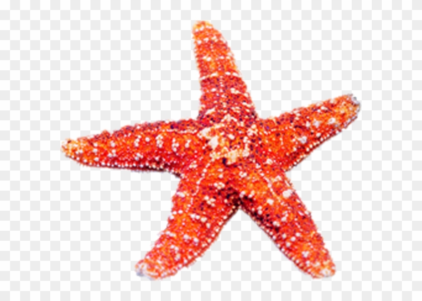 Echinoderm Starfish Jellyfish Marine Biology - Starfish #1005329