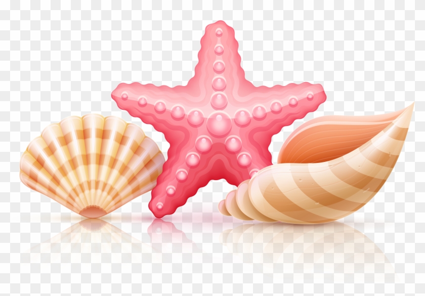 Seashells Wales - Starfish And Seashells Png #1005373