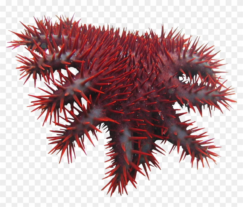 Crown Of Thorns Starfish - Crown Of Thorns Starfish #1005374