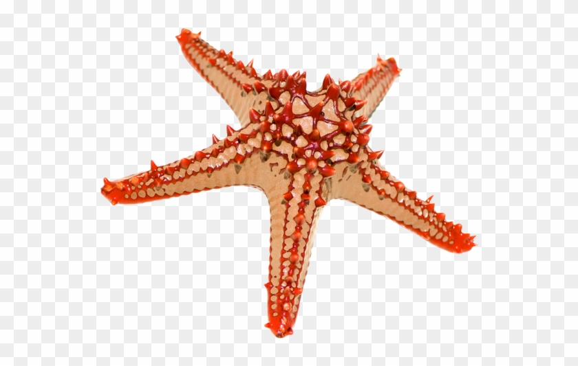 Red-knobbed Starfish - My Big Book Of Fishes - Dreamland Publications #1005395