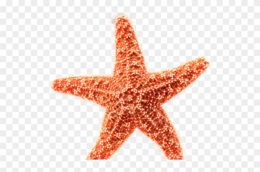 Coral Starfish Vector Download - Estrella De Mar Animado #1005396