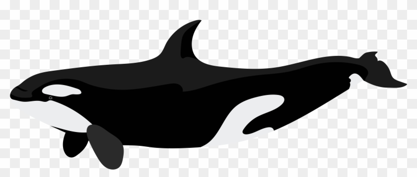 Desktop Screen Of Killer Whale Png Transparent Images - Black And White Orca Whale Clipart #1005598