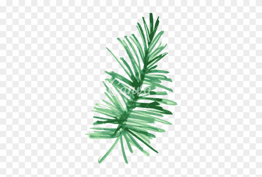 Pine Fir Leaf Plant Watercolor Painting - Tropical Plants Png Water Color Transparent #1006253